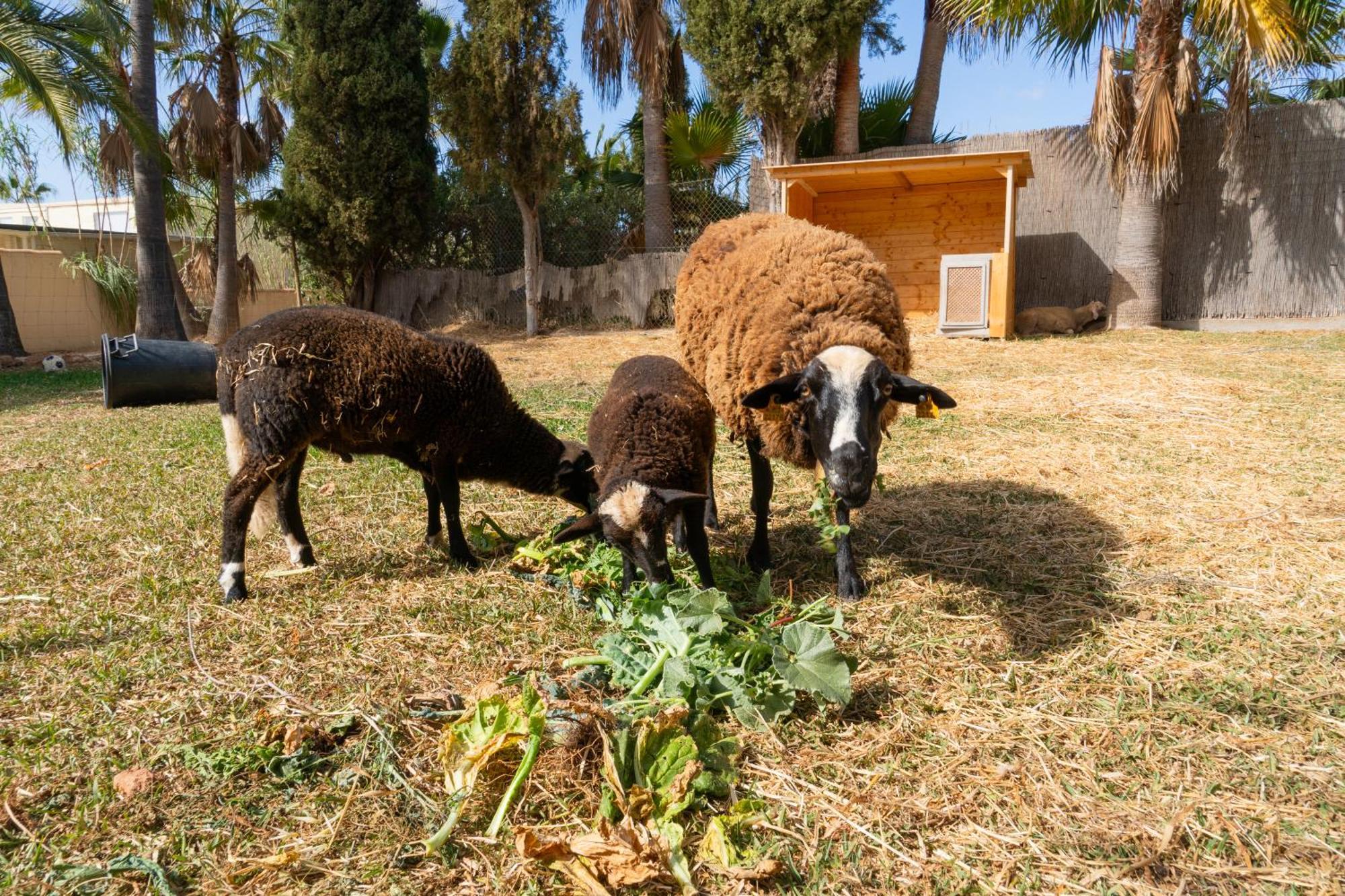 Finca Amapola - Agrotourismus Campos  Exteriér fotografie
